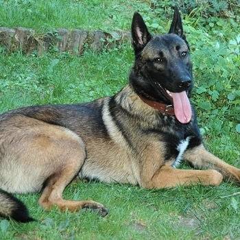 douly - Berger Belge Malinois Mâle (3 ans)