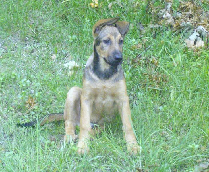Gucci - Berger Belge Malinois Mâle (10 mois)