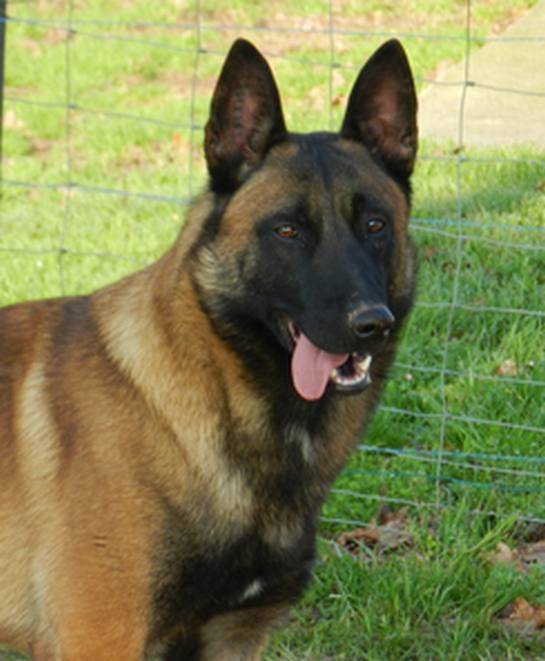 E'Yoda - Berger Belge Malinois Mâle (3 ans)