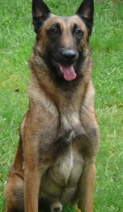 ares - Berger Belge Malinois Mâle