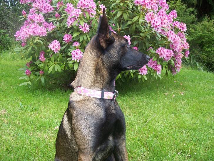 Lexi - Berger Belge Malinois (3 ans)