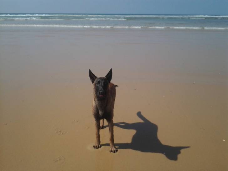 Lilou - Berger Belge Malinois Mâle (6 mois)