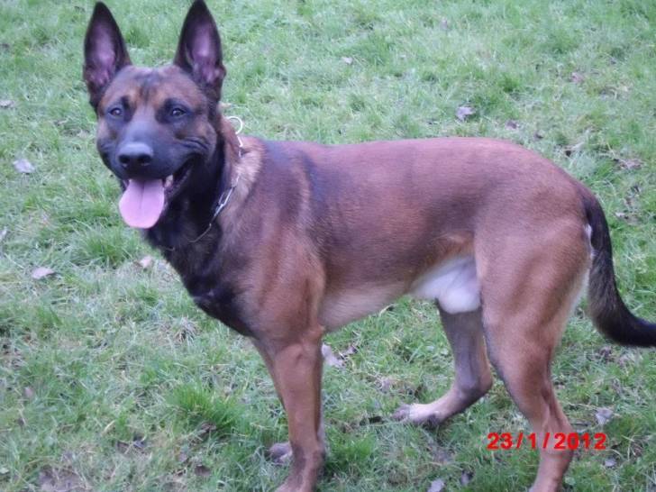 darko - Berger Belge Malinois Mâle (2 ans)