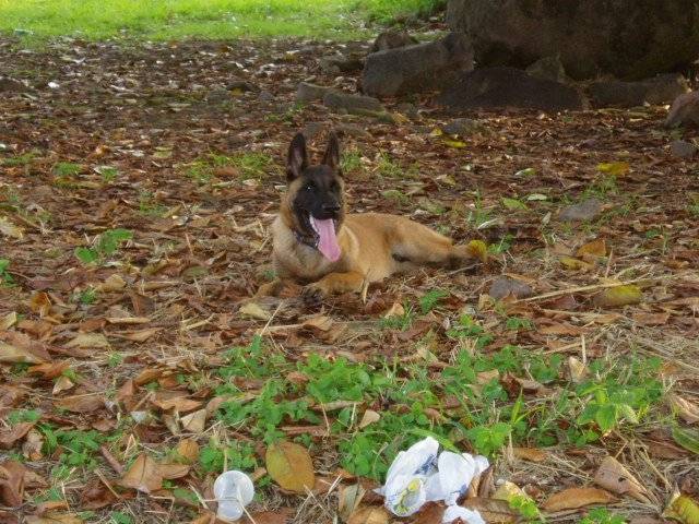 Tequila - Berger Belge Malinois Mâle (1 an)