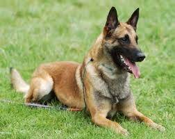 Malinois - Berger Belge Malinois Mâle (4 ans)