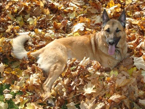Zara - Berger Belge Malinois (4 ans)