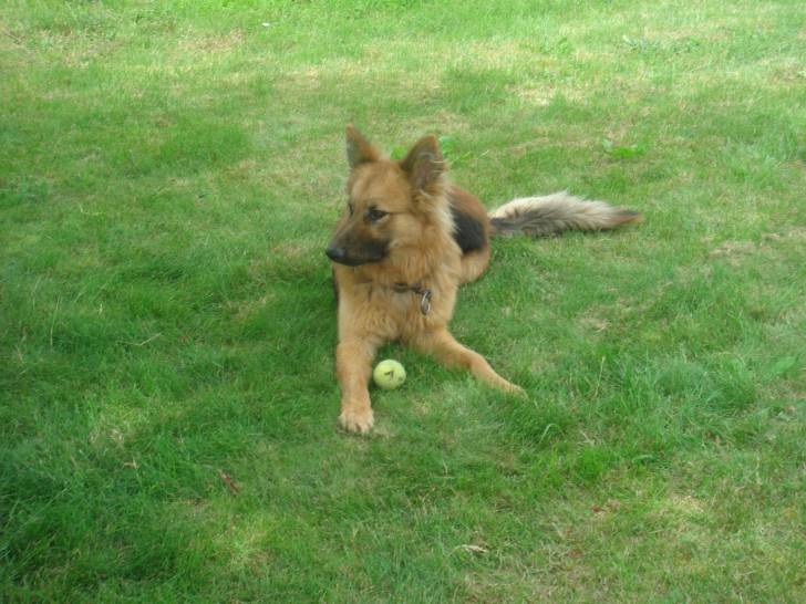 Rex - Berger Belge Malinois Mâle (2 ans)