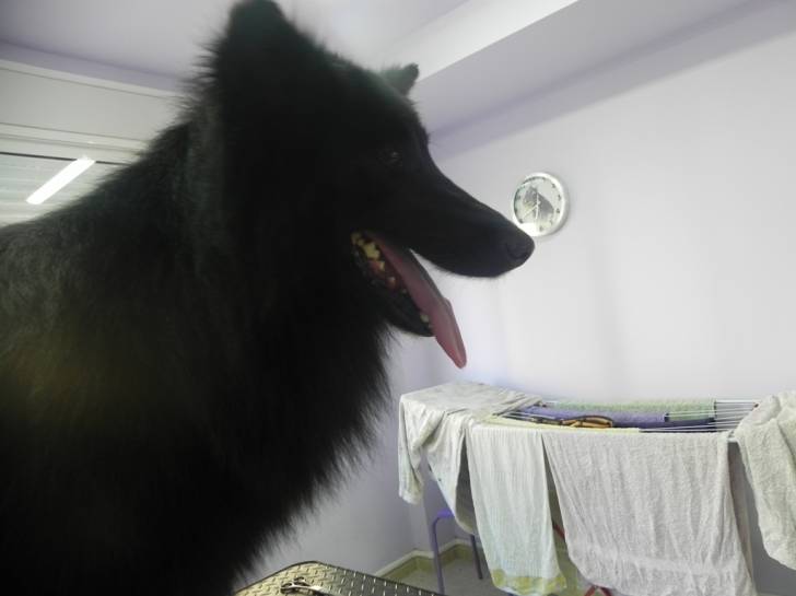 Bruno - Berger Belge Malinois Mâle