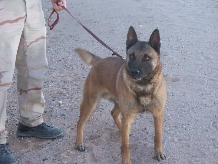 Spike - Berger Belge Malinois Mâle (2 ans)