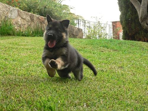cachorrito - Berger Belge Malinois (7 mois)