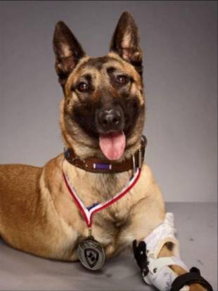 Layka, chienne de combat en Afghanistan