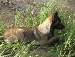Vicky - Berger Belge Malinois Femelle