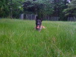 Arka - Berger Belge Malinois Femelle (4 ans)