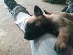 emeraude - Berger Belge Malinois Femelle (2 mois)
