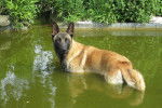 Thao - Berger Belge Malinois Mâle (1 an)