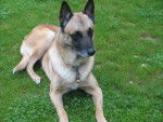 rebel - Berger Belge Malinois Mâle (9 ans)