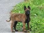 Gipsy - Berger Belge Malinois Femelle (1 an)