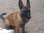 h,zina - Berger Belge Malinois Femelle (3 mois)