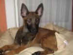 Istyx - Berger Belge Malinois Femelle (4 mois)
