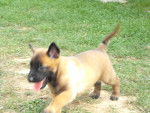Erra - Berger Belge Malinois Femelle (4 mois)