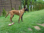 vicky - Berger Belge Malinois Femelle