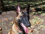 chili - Berger Belge Malinois Femelle (3 ans)