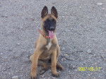 Gin - Berger Belge Malinois Mâle (6 mois)