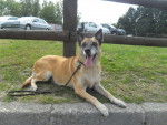 Leslie - Berger Belge Malinois Femelle (13 ans)