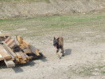 Lili - Berger Belge Malinois Femelle (1 an)