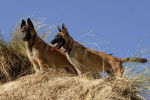 Roxy & Sheila - Berger Belge Malinois Femelle (2 ans)