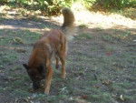Bleiz - Berger Belge Malinois Femelle (4 ans)