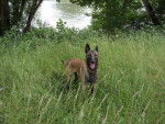 Lino - Berger Belge Malinois Mâle (11 ans)