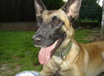 Vasco (06-09-'06) - Berger Belge Malinois