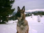 malinois - Berger Belge Malinois