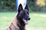 falcon du domaine de nimorlau - Berger Belge Malinois Mâle (6 mois)