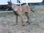 Berger belge malinois - Feust - Berger Belge Malinois