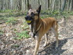 berger belge malinois. ROUXY - Berger Belge Malinois