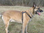 BERGER BELGE MALINOIS - ROUXY - Berger Belge Malinois