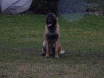 Malinois - Berger Belge Malinois