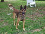 Malinois, Link - Berger Belge Malinois