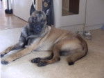beger belge malinois ELROY dit EROS - Berger Belge Malinois