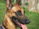 ERA MALINOIS - Berger Belge Malinois