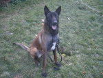 Berger malinois - Berger Belge Malinois