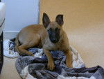 Tifou 3 mois Berger Malinois - Berger Belge Malinois (3 mois)