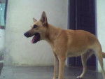 Rock, femelle Berger Belge Malinois - Berger Belge Malinois