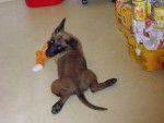 lexi - Berger Belge Malinois Femelle (2 mois)