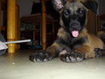 lexi - Berger Belge Malinois Femelle (2 mois)