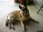 Photo Berger Belge Malinois