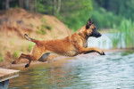 Un Malinois qui saute dans un lac