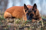 Un Malinois allongé dans les bois